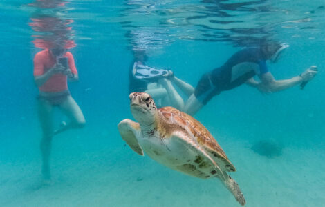 Earth is simmering in its hottest water temps on record, and that's bad for fish and us